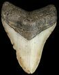 Megalodon Tooth - North Carolina #45631-1